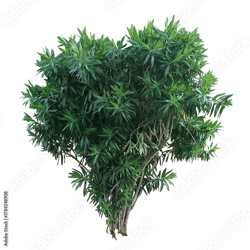 Dracaena reflexa Song of India isolate on transparency background, Tree isolate on transparency background.