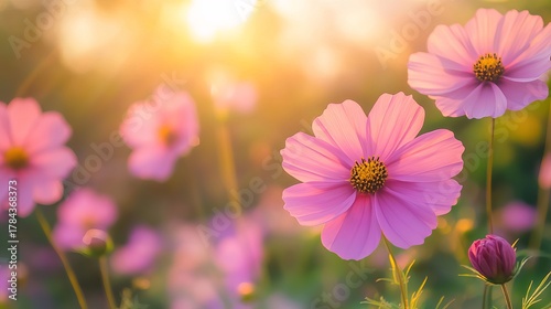 Pink cosmos flowers blooming in garden under soft sunrise light, peaceful spring and summer floral scene