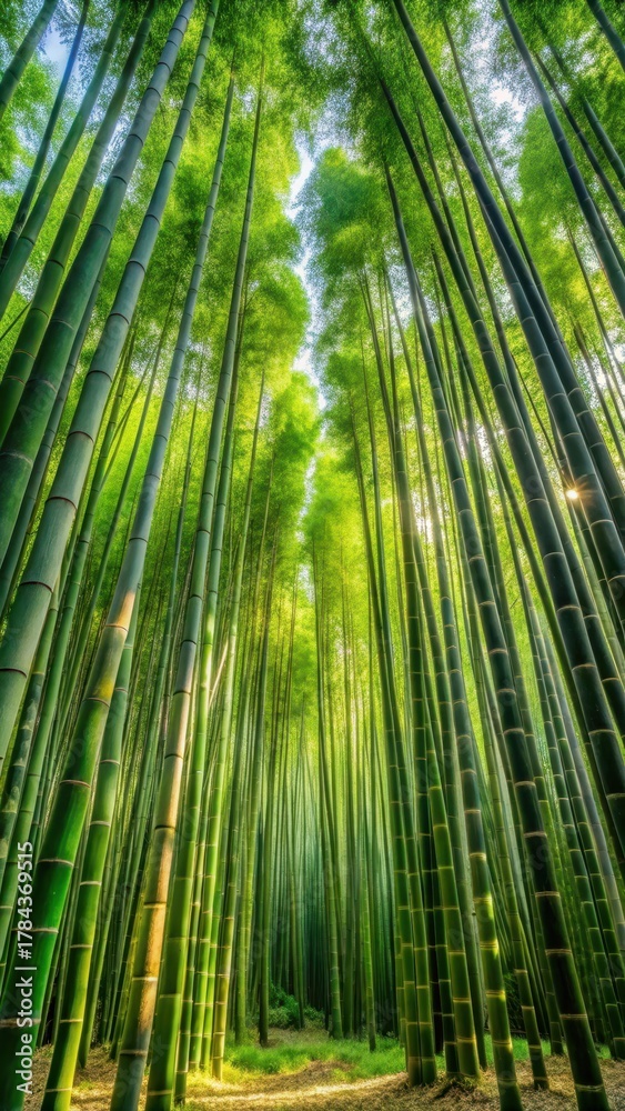 Fototapeta premium Bamboo forest with various species of bamboo plants growing together in a lush green meadow