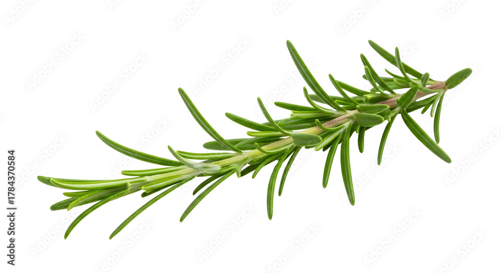 Fototapeta premium Rosemary herb sprig isolated on transparent background