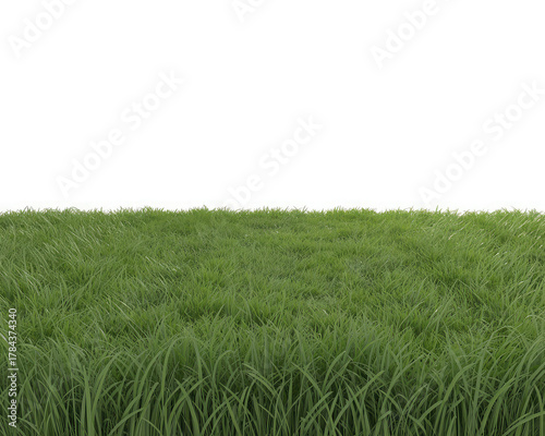 Green Grass Field