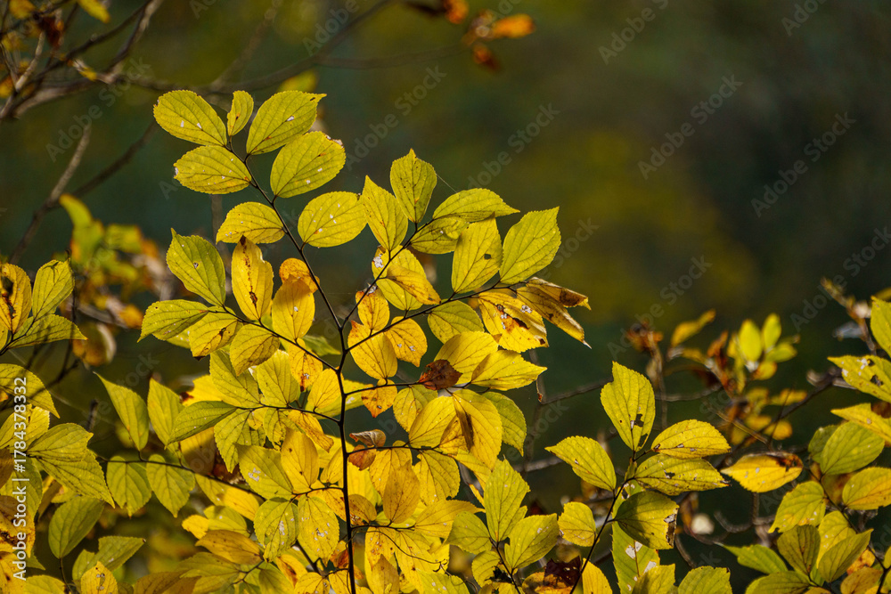 Fototapeta premium 木漏れ日で輝く黄葉した、カツラの黄葉