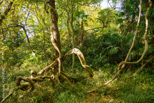 大きな蔦に絡まれた森の奥の樹木