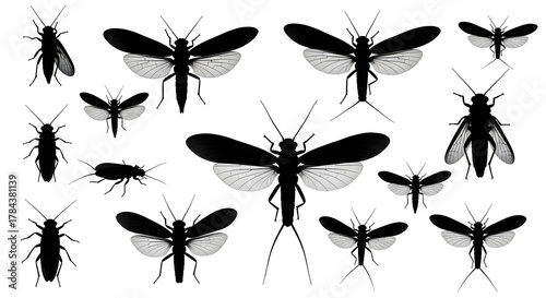 Black and white image featuring a collection of various insect silhouettes with detailed wings patterns