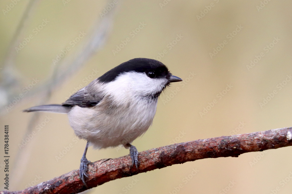 Fototapeta premium Willow tit