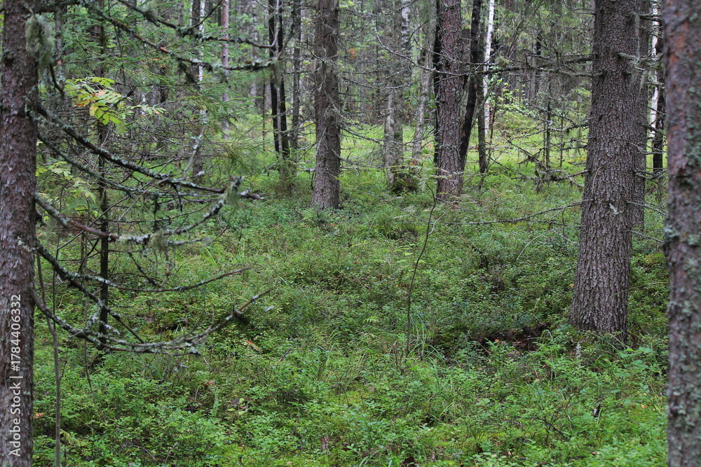 Obraz premium trees in the forest