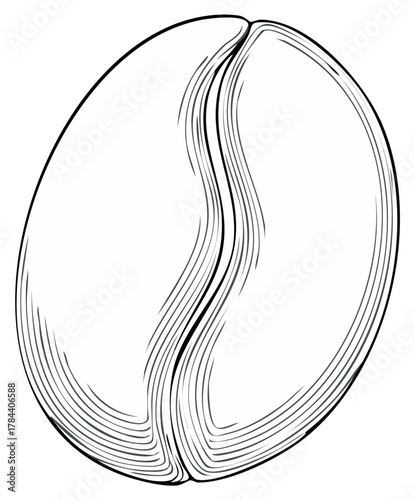 Detailed Line Art Illustration of a Single Coffee Bean Emphasizing Texture and Shape Simplicity on White Backdrop