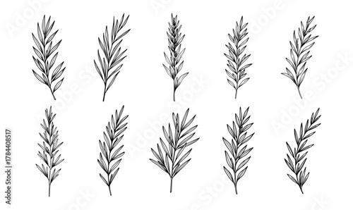 Handdrawn tropical leaves line art vector set exotic outlines for botanical designs nature
