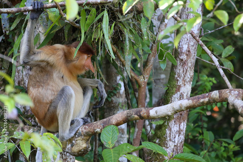Photography Bekantan or proboscis monkey is a type of long-nosed monkey with reddish-black fur