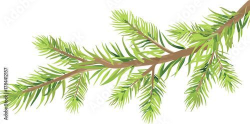 branch of a pine