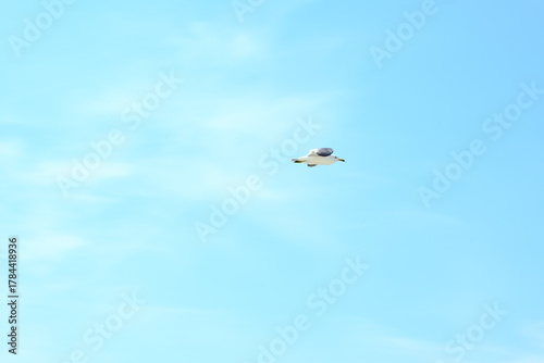Konstfotografi 갈매기, 바닷가, 새, seagull, beach, bird, 버드, 날기, 물가, 날다, sky