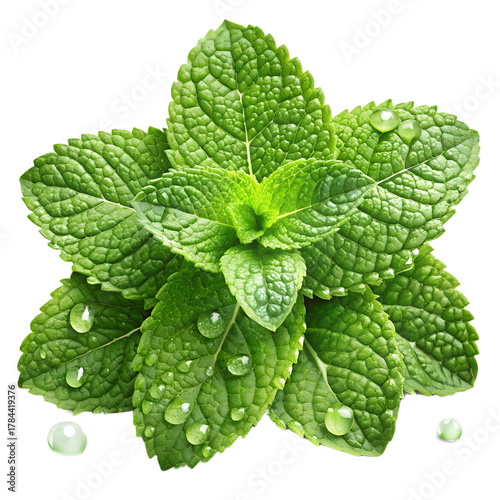 A vibrant cluster of fresh mint leaves, isolated on transparent background, adorned with water droplets, showcasing their bright green color and refreshing aroma