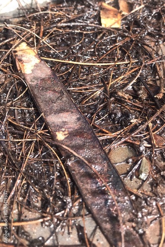 Wallpaper Mural seed pod, carob pod, organic debris, wet ground, forest floor, natural elements, decaying matter, brown tones Torontodigital.ca