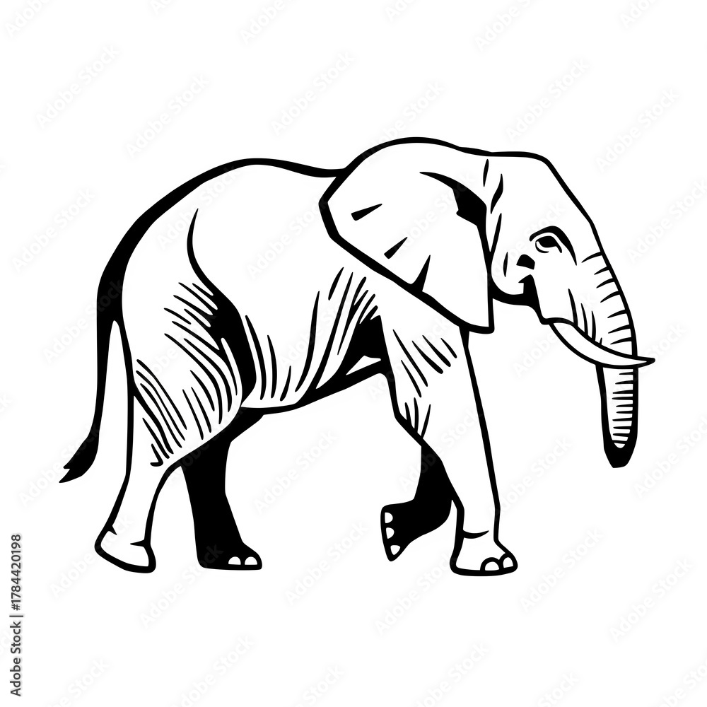 Obraz premium elephant vector illustration
