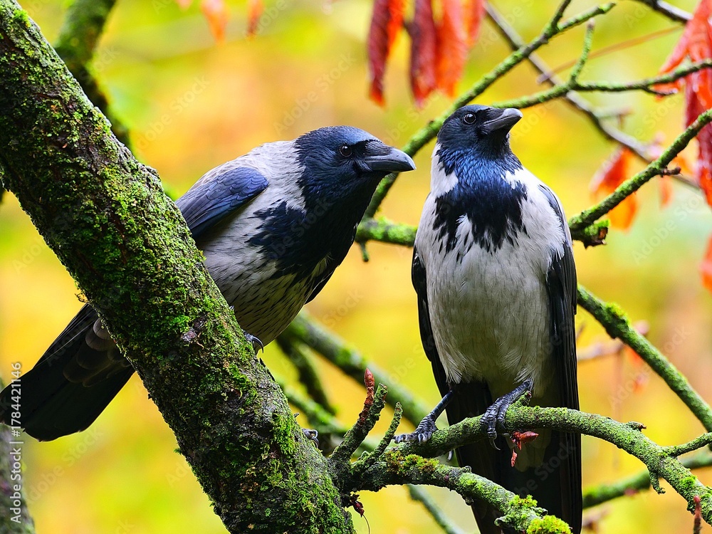 Obraz premium Due corvi