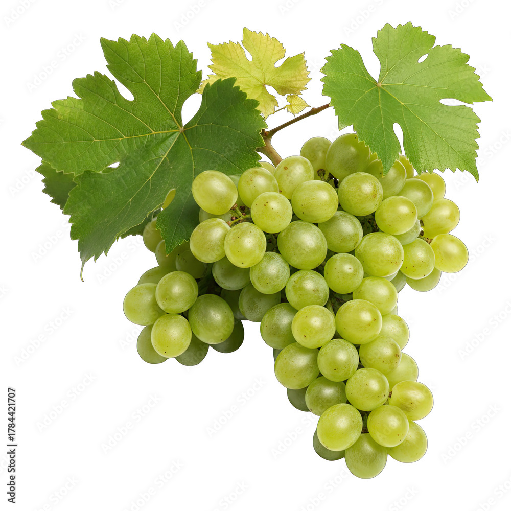 Obraz premium Close Up Of A Bunch Of Ripe Green Grapes With Leaves On A Black Background With Studio Lighting