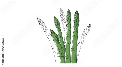Illustration of asparagus spears in green and black outlines, on white background