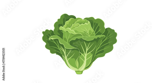 A detailed cartoon illustration of a fresh, green cabbage isolated on a white backdrop