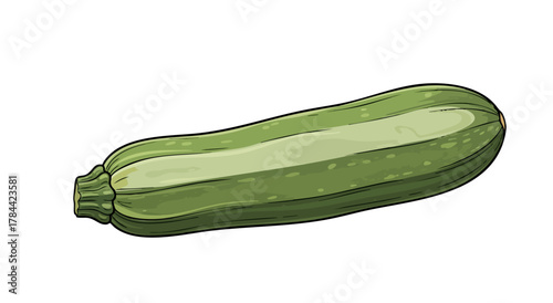 Vector illustration of a green zucchini vegetable, with highlights, isolated on a white background