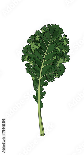 A vibrant, detailed illustration of curly kale leaves against a plain white background
