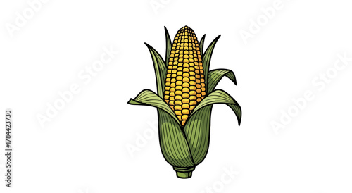 A detailed illustration of a ripe corn cob, encased by green husks, isolated on white
