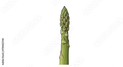 A detailed illustration of a single asparagus spear, isolated on a white background