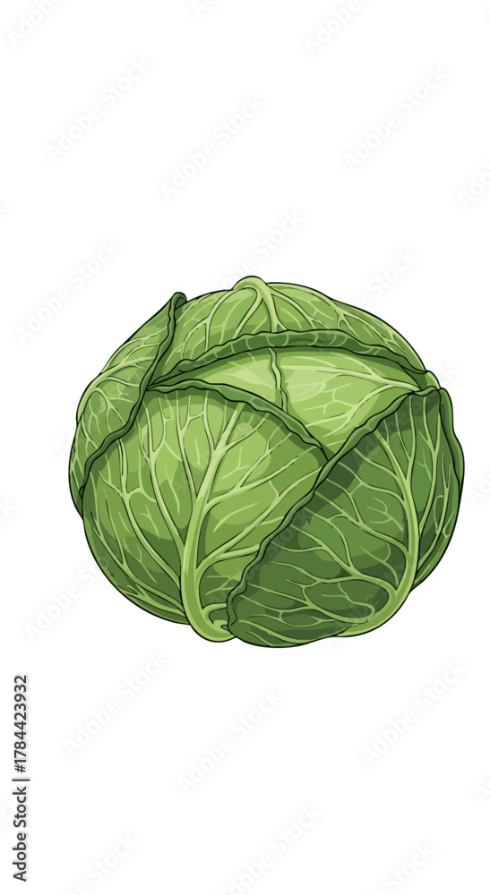 Obraz premium A cartoon cabbage in partial view, showcasing green leaves against a stark white backdrop