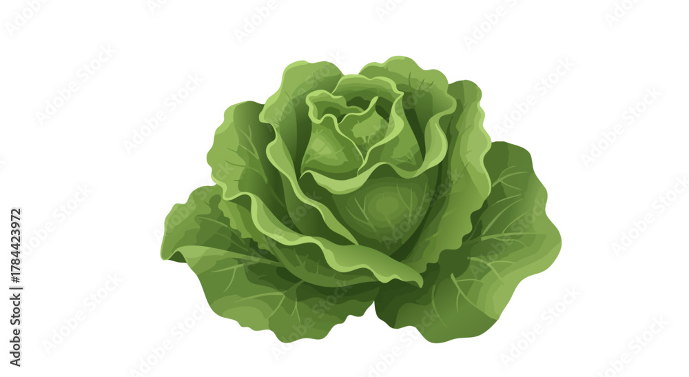 Fototapeta premium Digital illustration of a leafy, vibrant green cabbage head against a plain white background