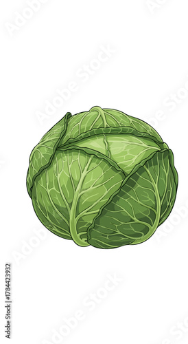 A cartoon cabbage in partial view, showcasing green leaves against a stark white backdrop