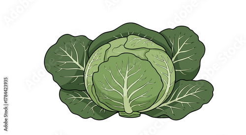 A green cabbage illustration. The vegetable is fully rendered with a white background