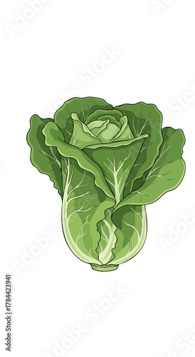 A cartoon illustration of a green leafy vegetable on a white background