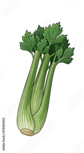 Hand-drawn illustration of fresh green celery leaves, arranged in a dense bunch
