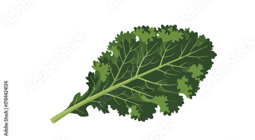 A digitally rendered illustration of a kale leaf, isolated on a white background