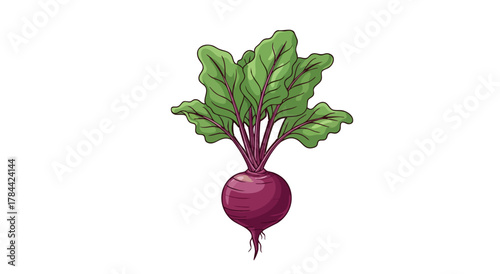 A hand-drawn illustration of a beetroot plant, showing root and green leaves