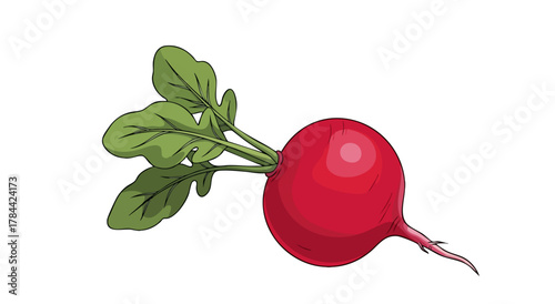 A stylized illustration of a radish with green leaves, rendered on a white background