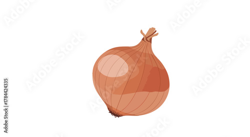 Vector illustration of a bulb onion, showing the brown skin and roots with a white background