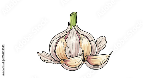An illustrated depiction of garlic with cloves on a plain white background
