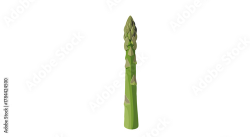 A stylized illustration of a single green asparagus stalk on a white background