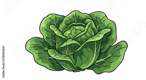 Cartoon illustration of a fresh, green cabbage, isolated on a white background
