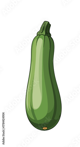 A vibrant, detailed illustration of a green, oblong zucchini. Stem detail is featured