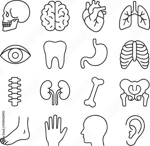 Vector monochrome line icon set about anatomy