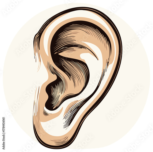 Anatomical human ear illustration in a detailed vintage engraving style