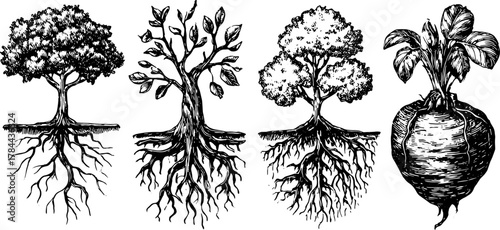 Illustration of trees and roots in black and white, showing leaves and plants. This vector set captures natural growth and structural details.