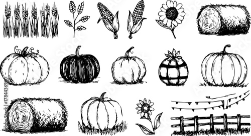 Pumpkin and wheat in black and white sketch style. Harvest-themed vector illustration showcasing a set of farm elements, including corn and flowers.