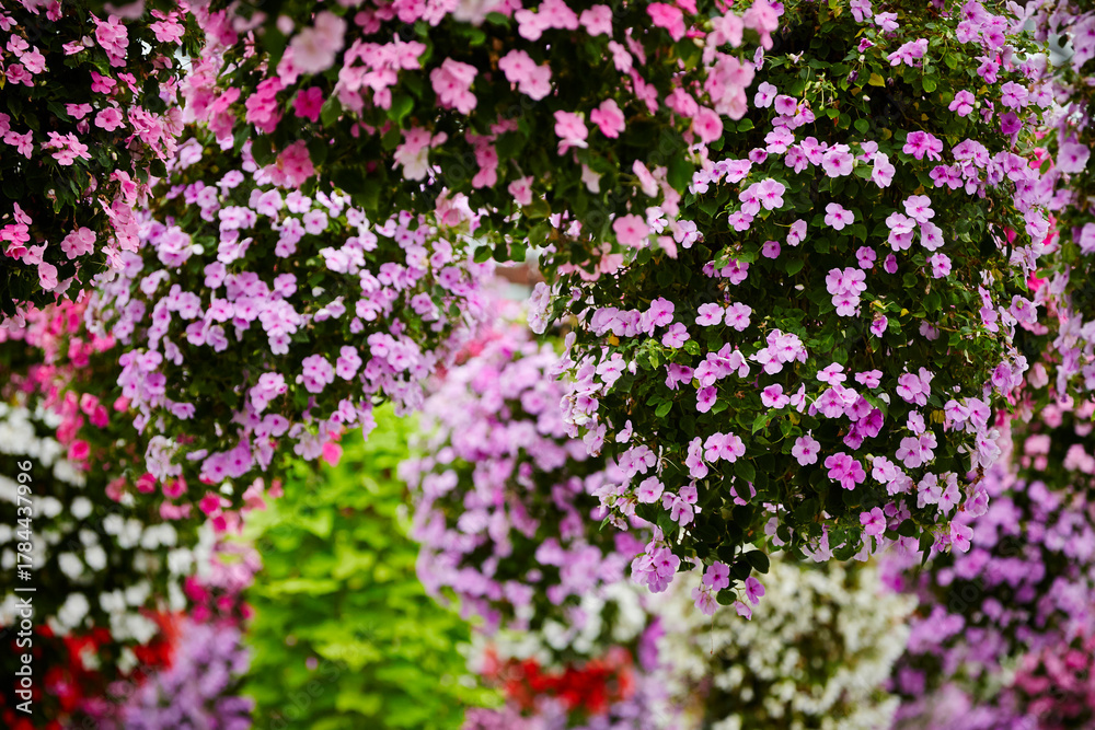 Obraz premium flowers in a garden
