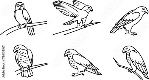 Elegant line art collection of perched birds of prey ready for coloring books or educational resources, showcasing nature's beauty in simple style