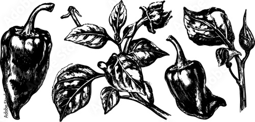 Black and white vector illustration of peppers and leaves in a vintage style. This detailed set showcases fresh vegetables suitable for cooking or garden themes.