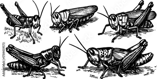 Grasshopper insect in silhouette engraving style. Detailed hand-drawn vector illustration showcasing its anatomy in a vintage design set.