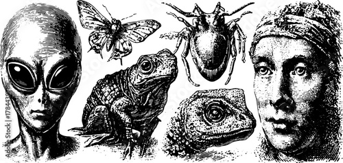 Antique engraving set featuring a variety of creatures: alien, moth, frog, and spider. Vintage-style black illustration suitable for artistic use.