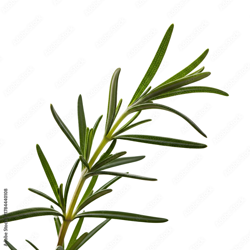 Fototapeta premium A sprig of fresh rosemary with green leaves isolated on transparent background